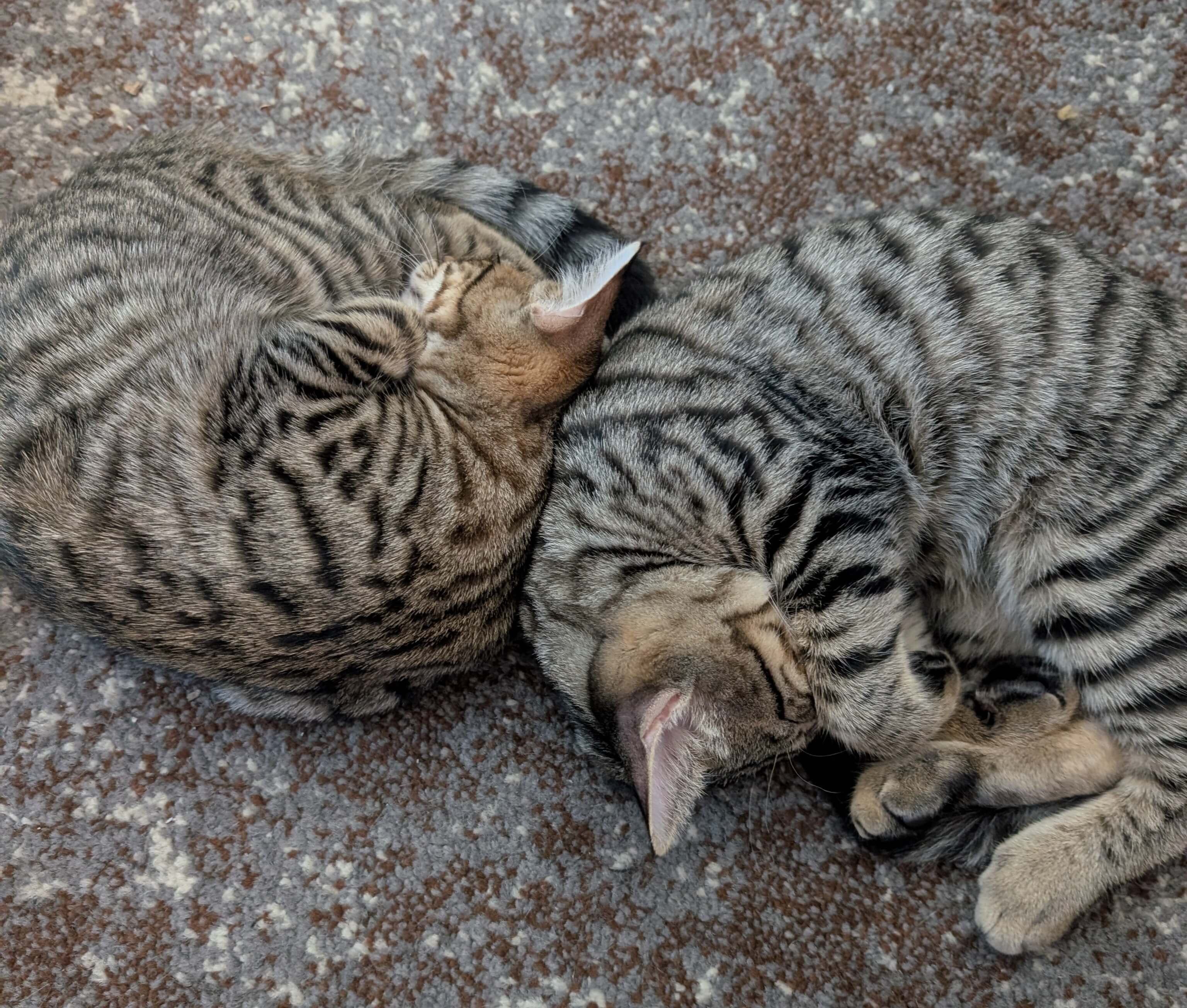 hudson and kira