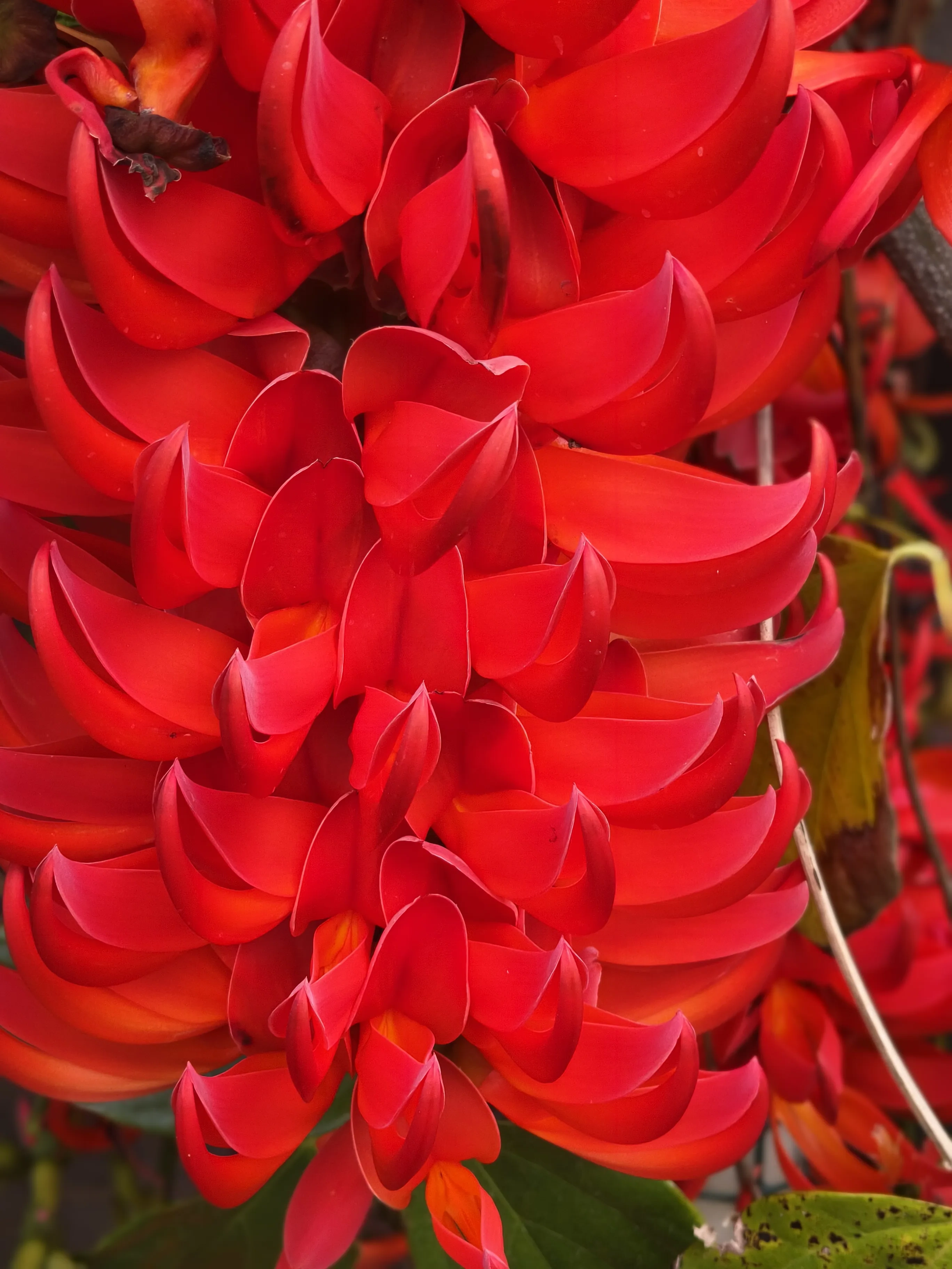 red things